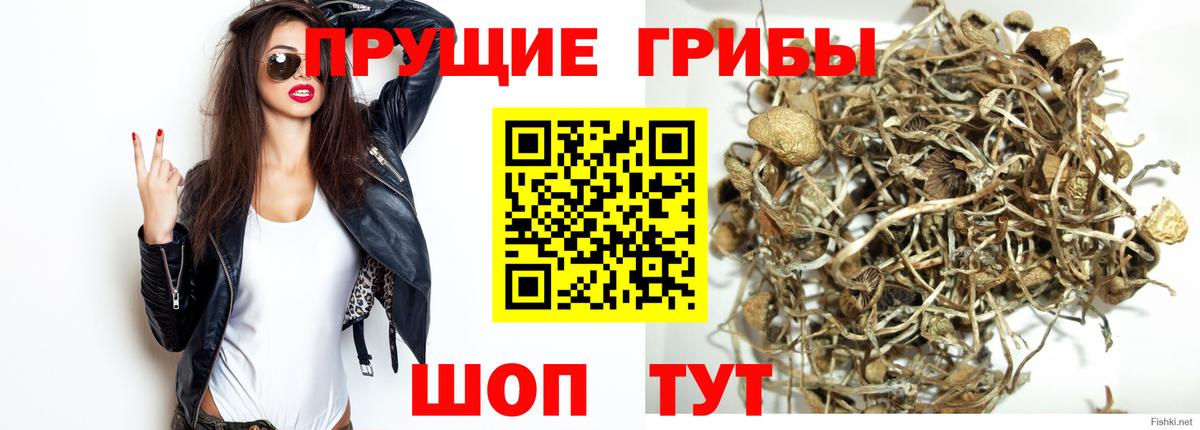 Псилоцибиновые грибы Cubensis Людиново